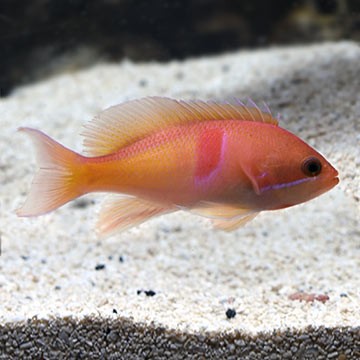 Swallowtail Anthias