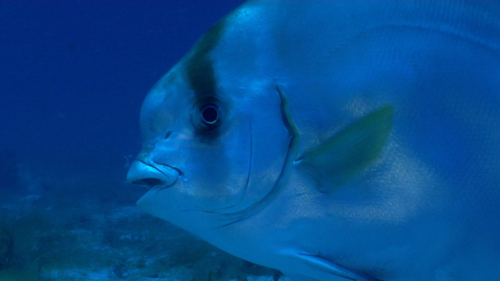 Humpback Batfish