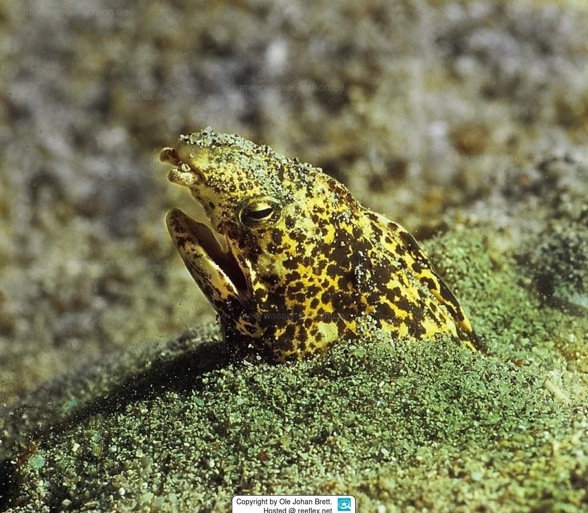 Two-Lined Snake Eel