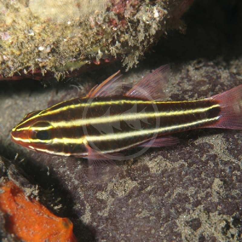 Blackstripe Cardinalfish