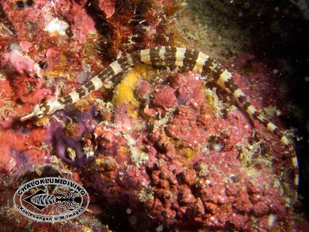 Brown-Banded Pipefish