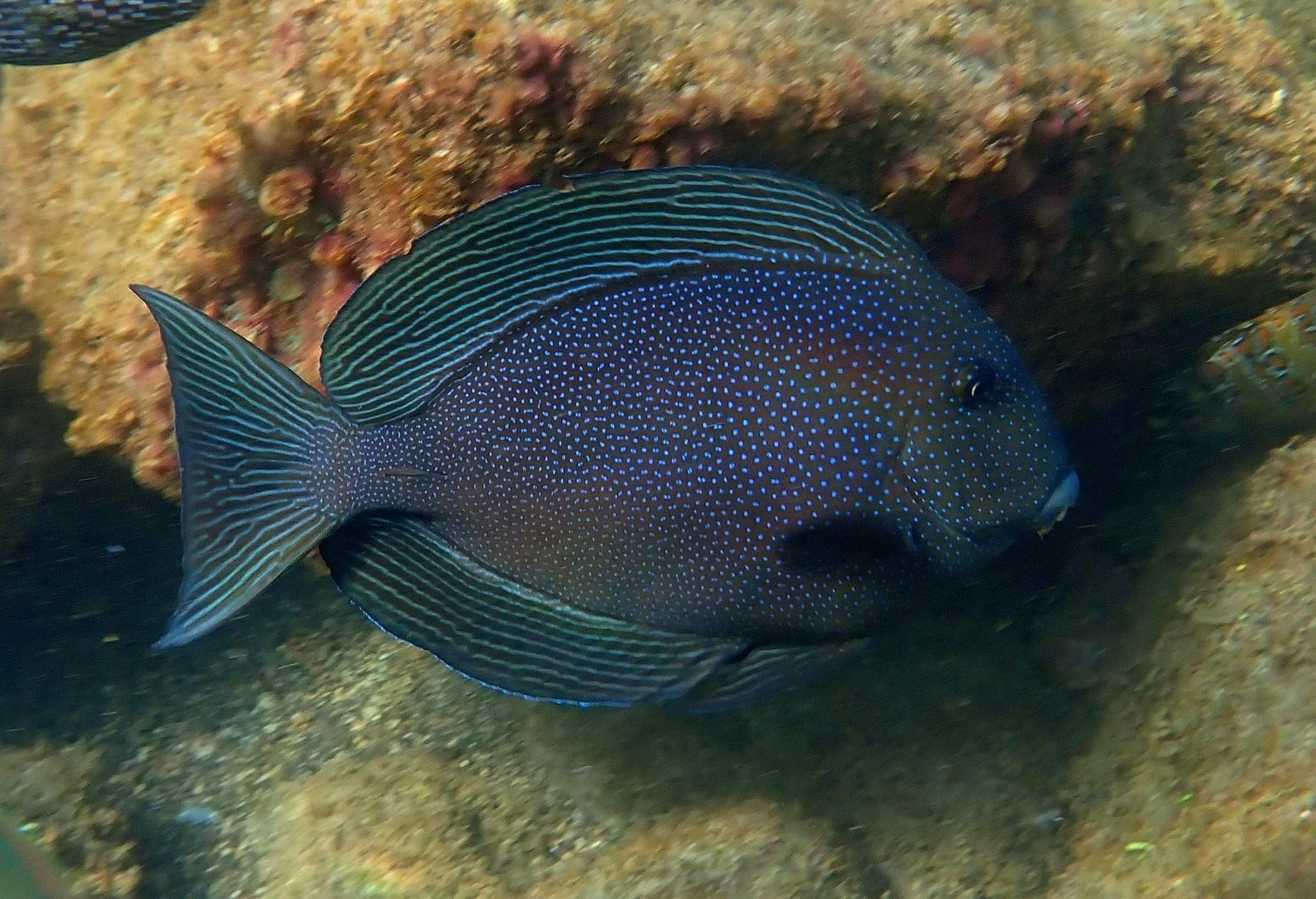 Striped Bristletooth