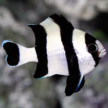 Four Stripe Damsel