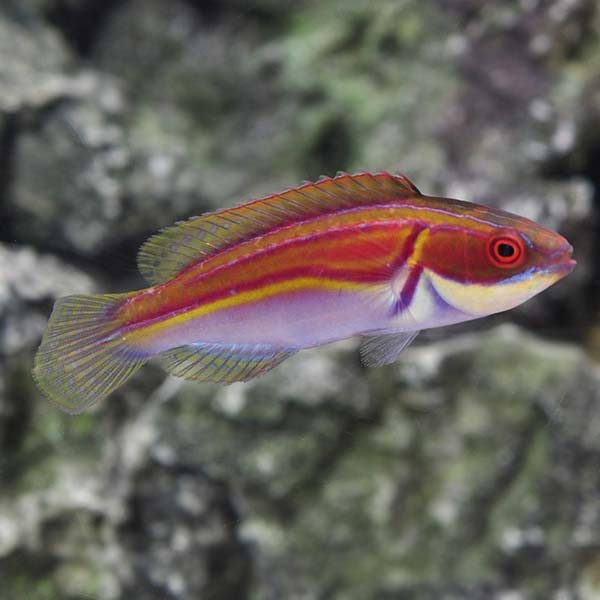 Laboute's Fairy Wrasse