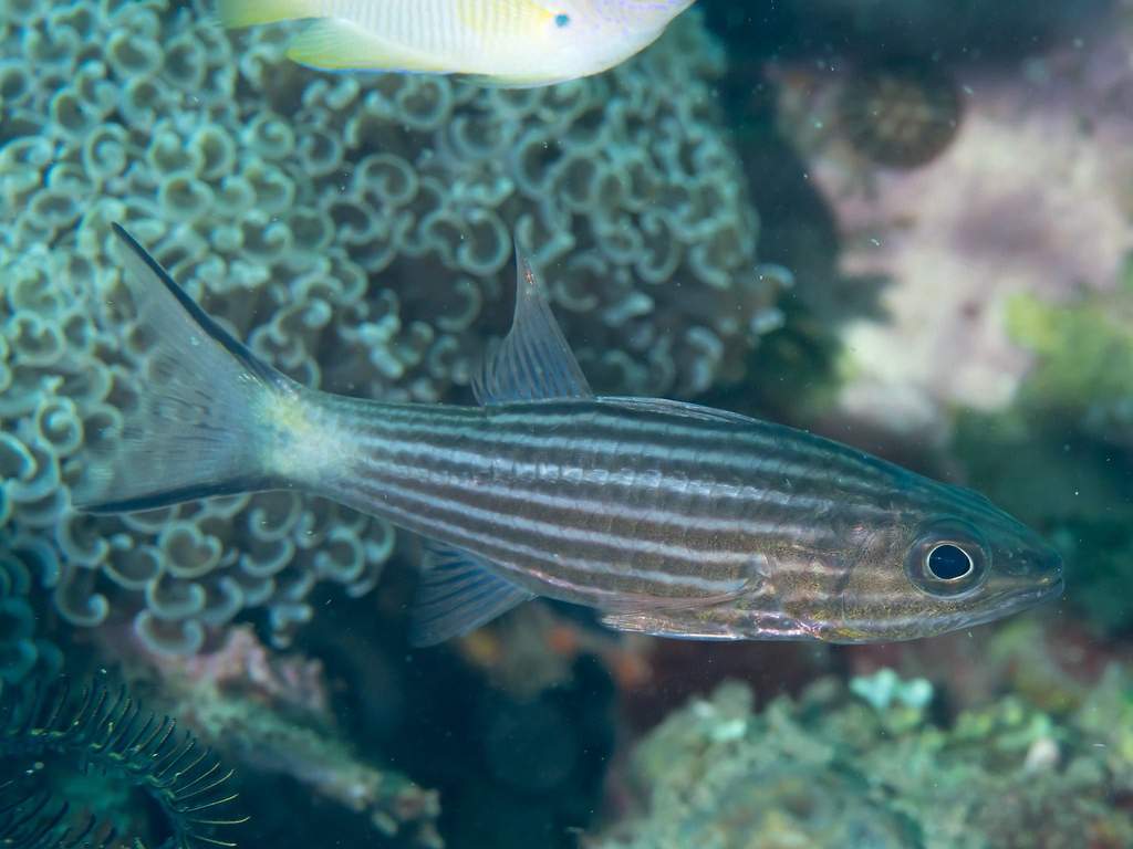 Intermediate Cardinalfish