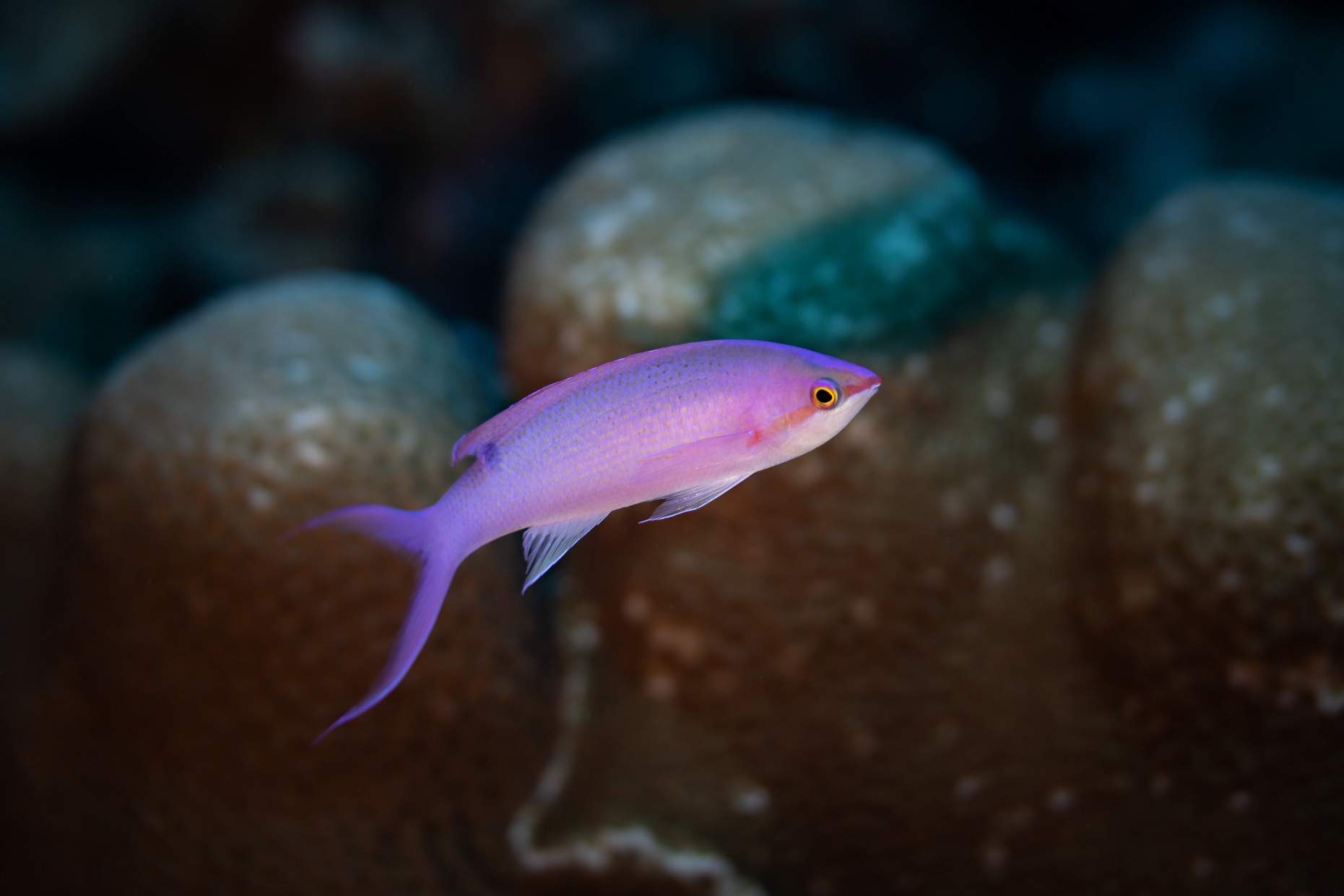 Purple Queen Anthias