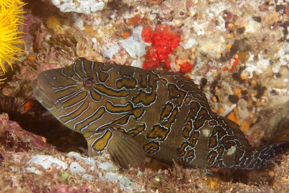 Giant Hawkfish