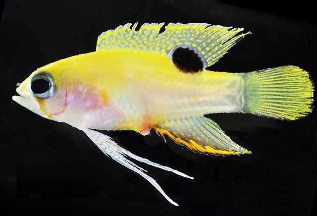 Yellow Basslet