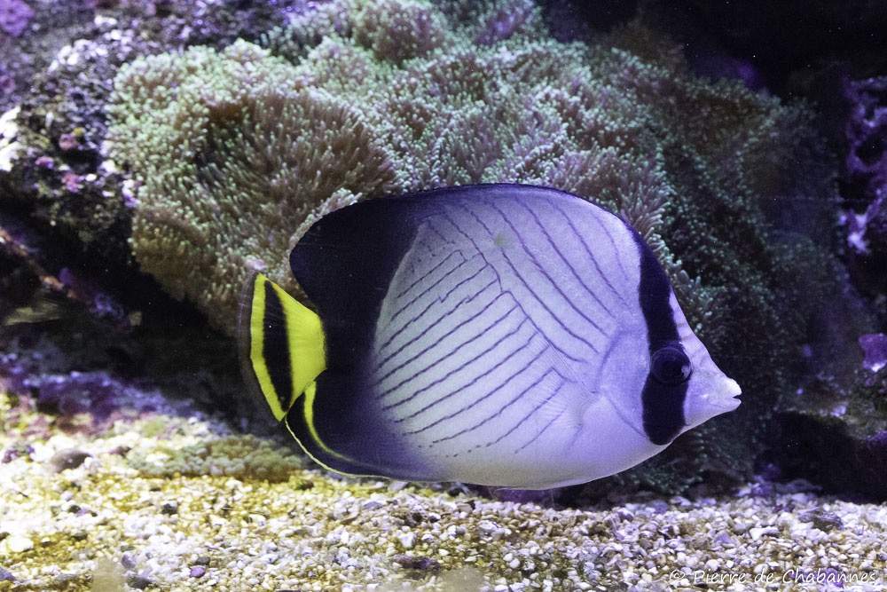 Indian Vagabond Butterflyfish