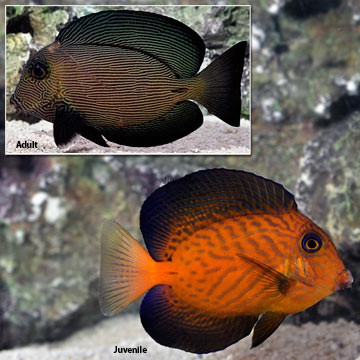 Hawaiian Bristletooth