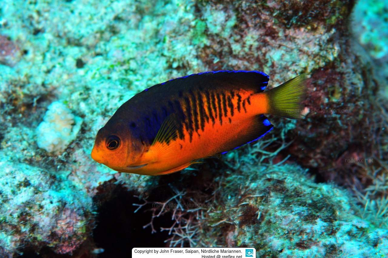 Shepard's Angelfish