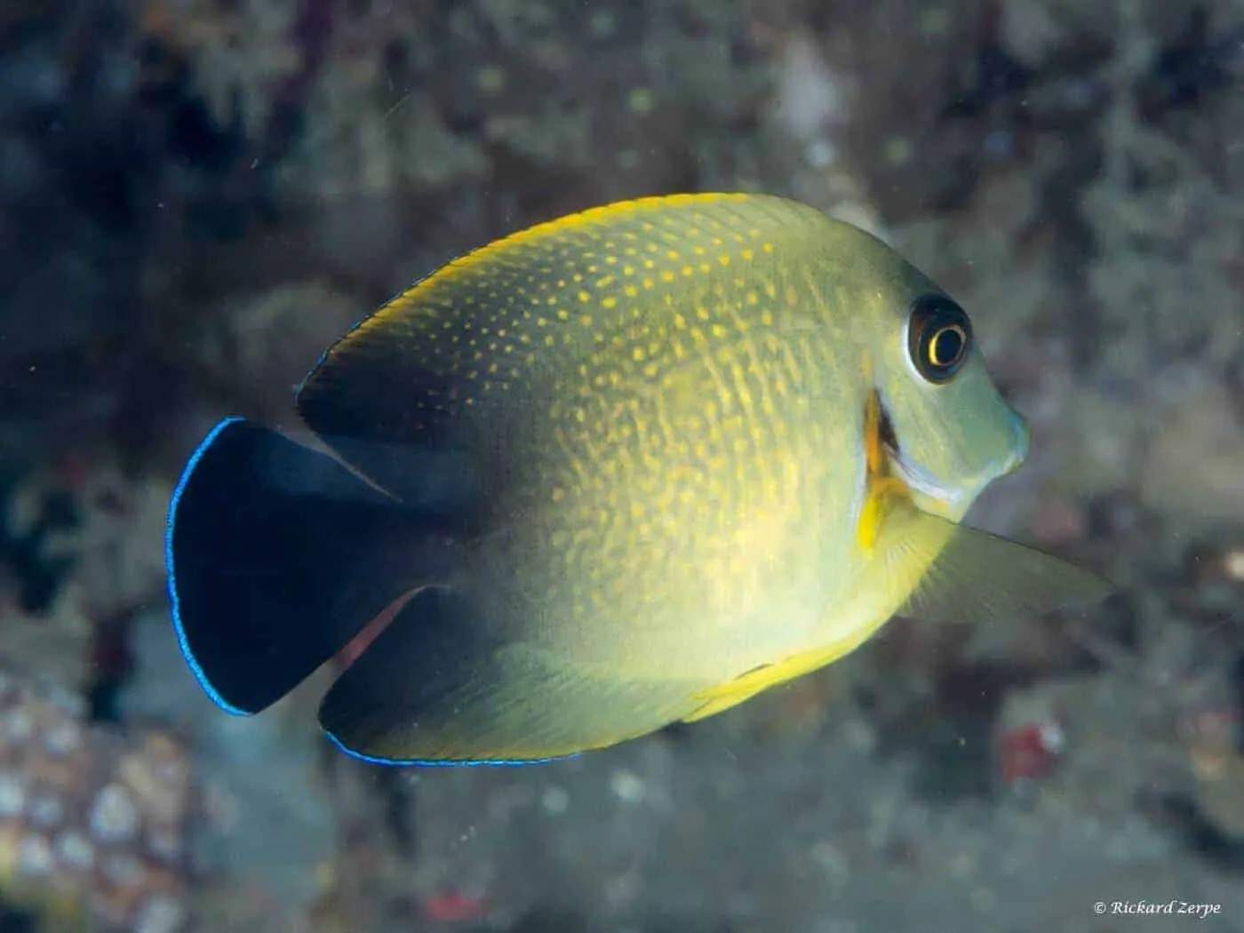 Chocolate Tang