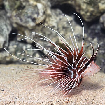 Clearfin Lionfish