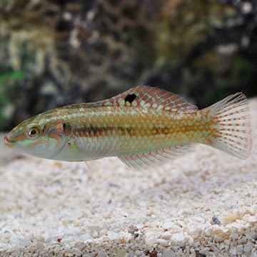 Pearly Soldierfish