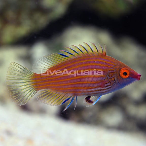 Pink Streaked Wrasse