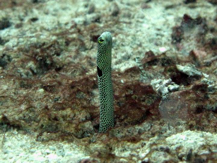 Spotted Garden Eel