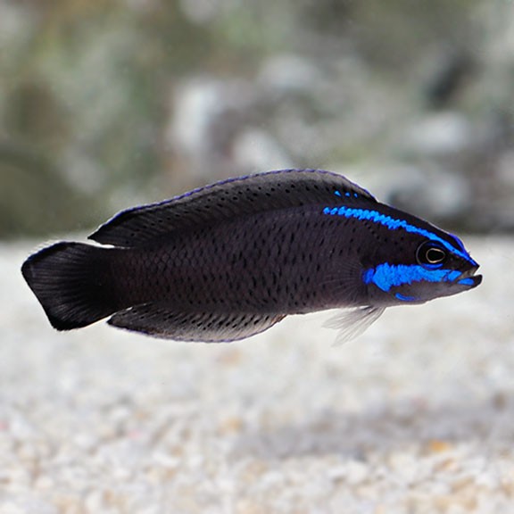 Springer's Dottyback