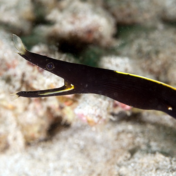 Black-Hand Snake Eel