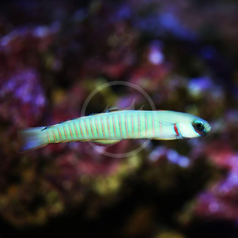 Zebra Dartfish