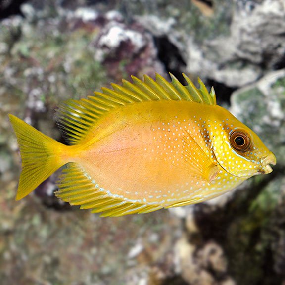 Coral Rabbitfish