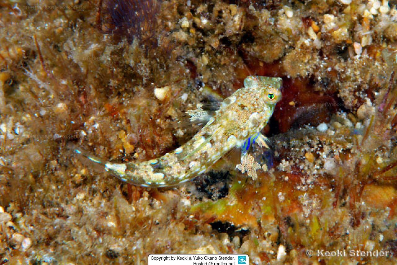 Hawaiian Dragonet