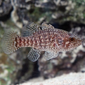 Wolf Cardinalfish