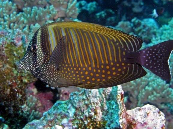 Indian Sailfin Tang