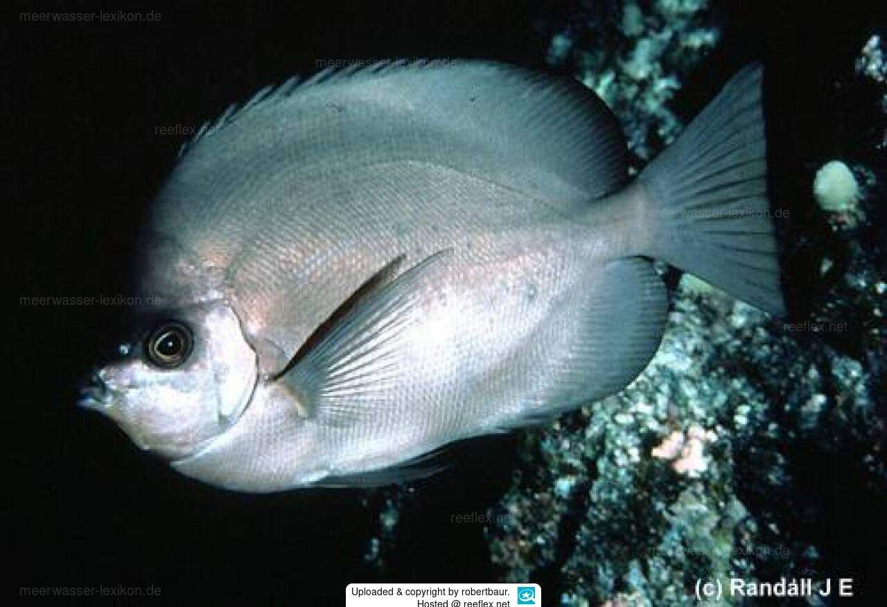 Thompson's Butterflyfish