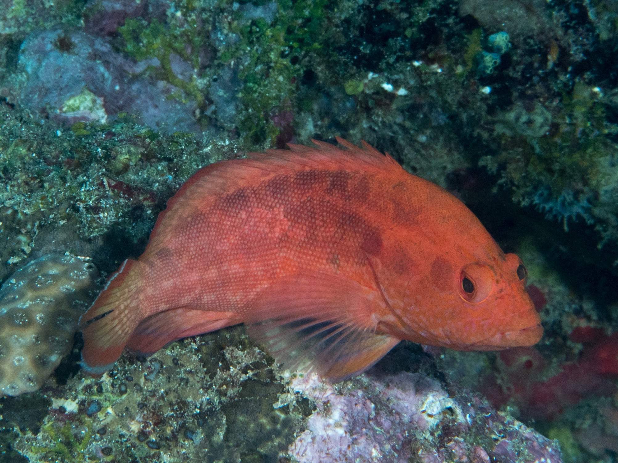 Strawberry Hind