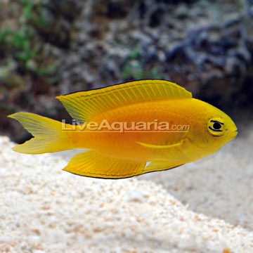 Deep Water Basslet