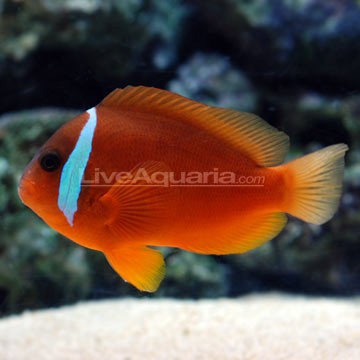 Barber's Clownfish