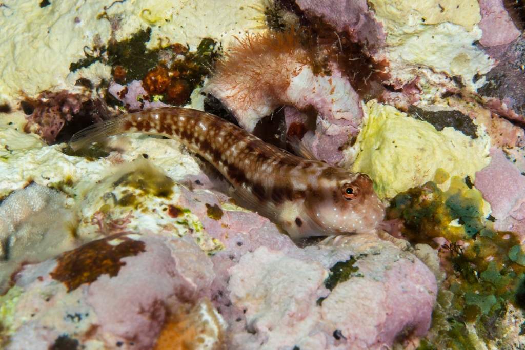 Seychelles Blenny