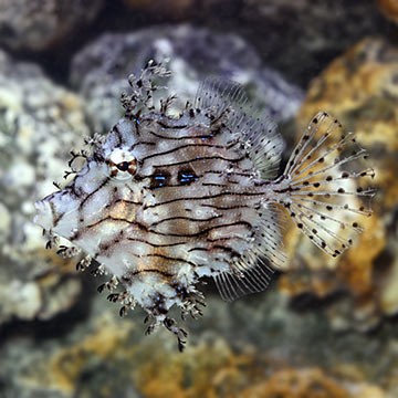 Tasseled Filefish