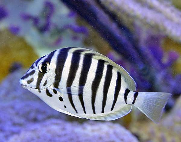 Black-Barred Surgeonfish