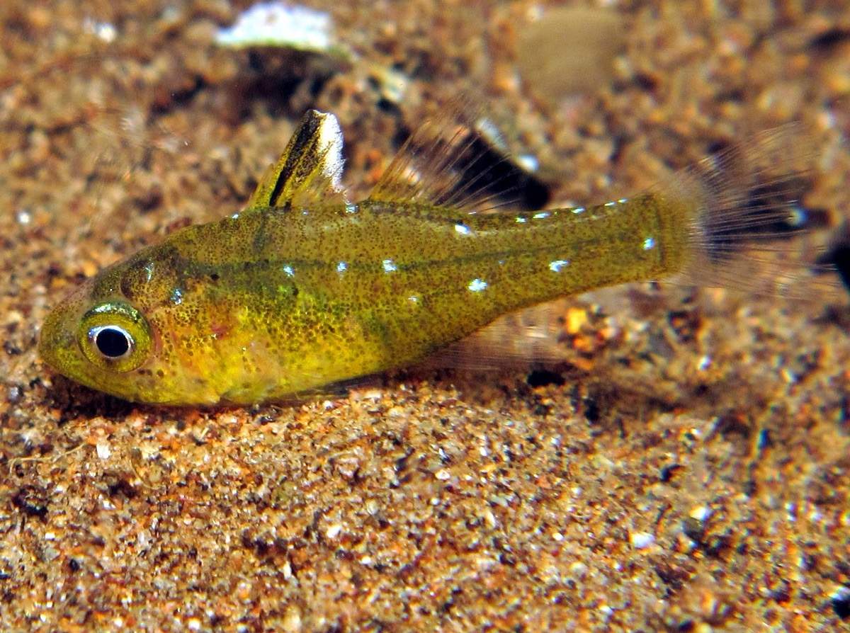 Frostfin Cardinalfish