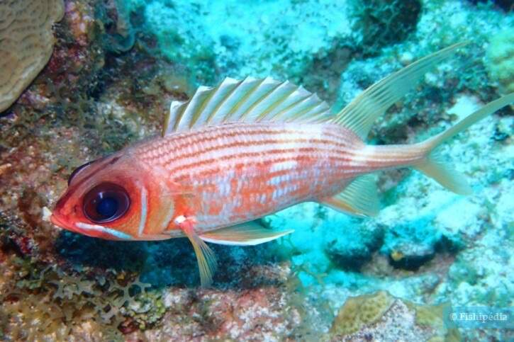 Violet Soldierfish