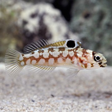Jawfish, Dusky