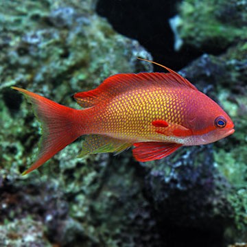 Indian Vagabond Butterflyfish