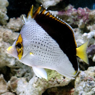 Tinker's Butterflyfish