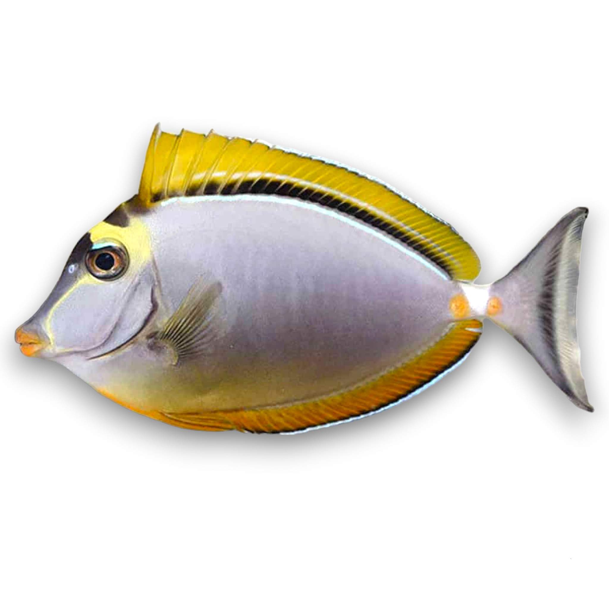 Elegant Unicornfish