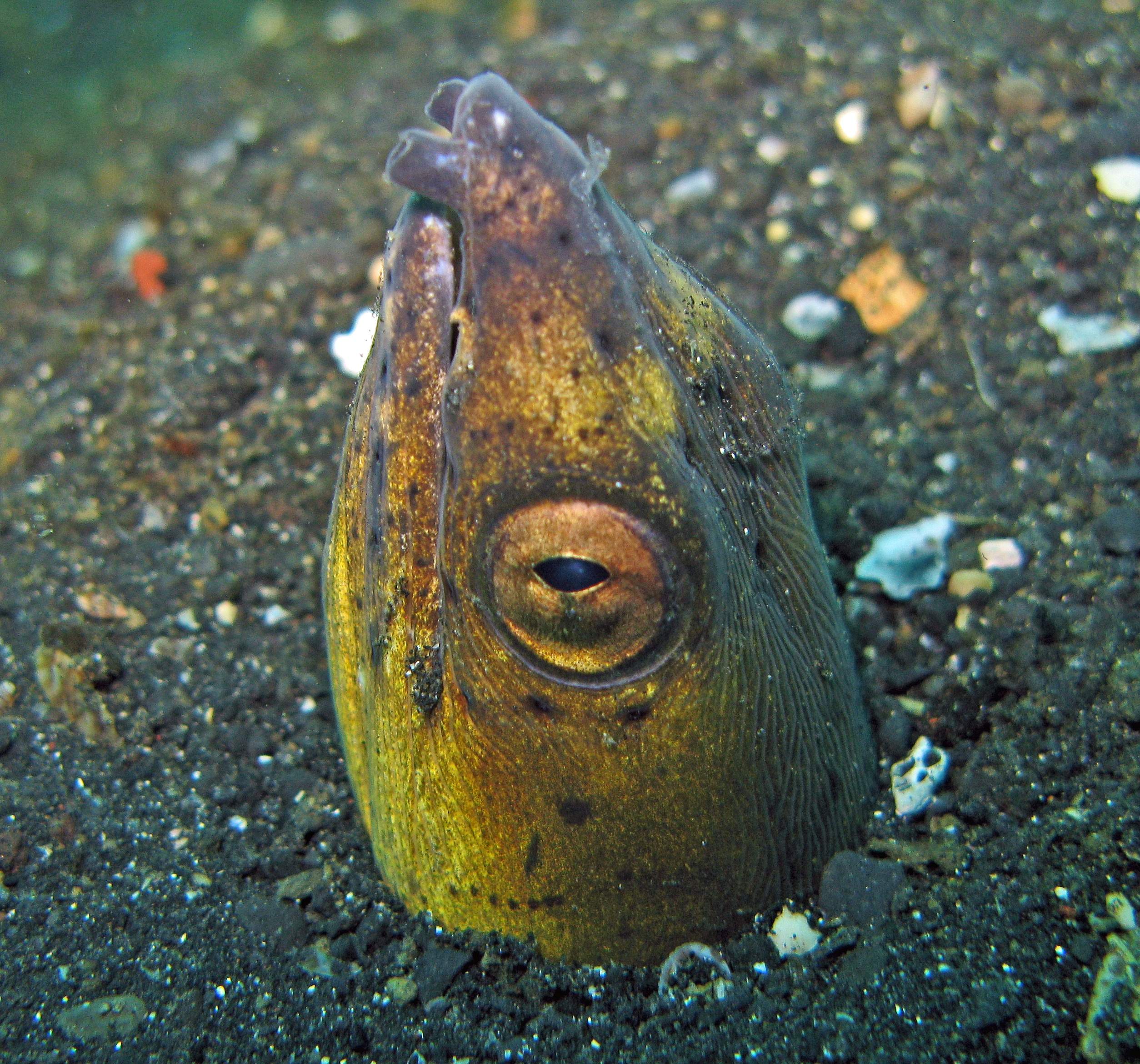 Longfin Snake Eel