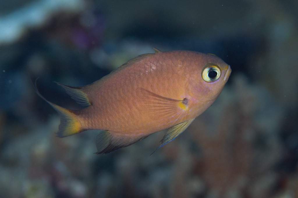 Athena Chromis