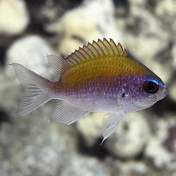 Yellow Chromis