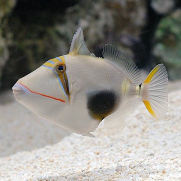 Boomerang Triggerfish