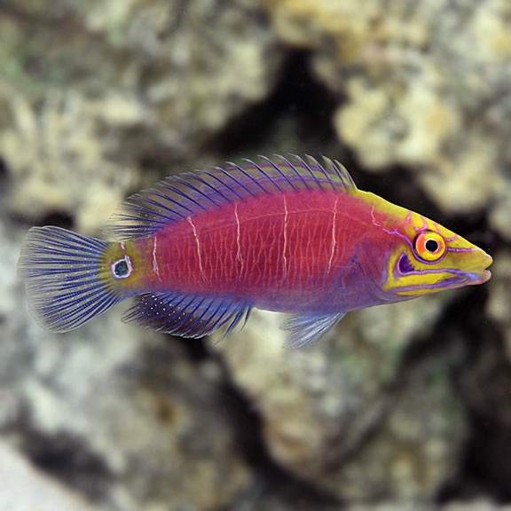 Red-Spotted Wrasse