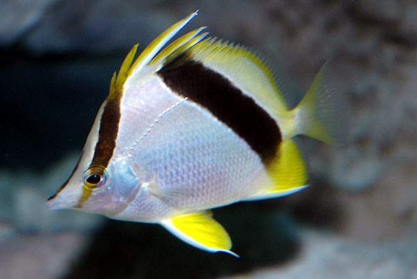 Bank Butterflyfish