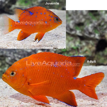 Garibaldi Damsel