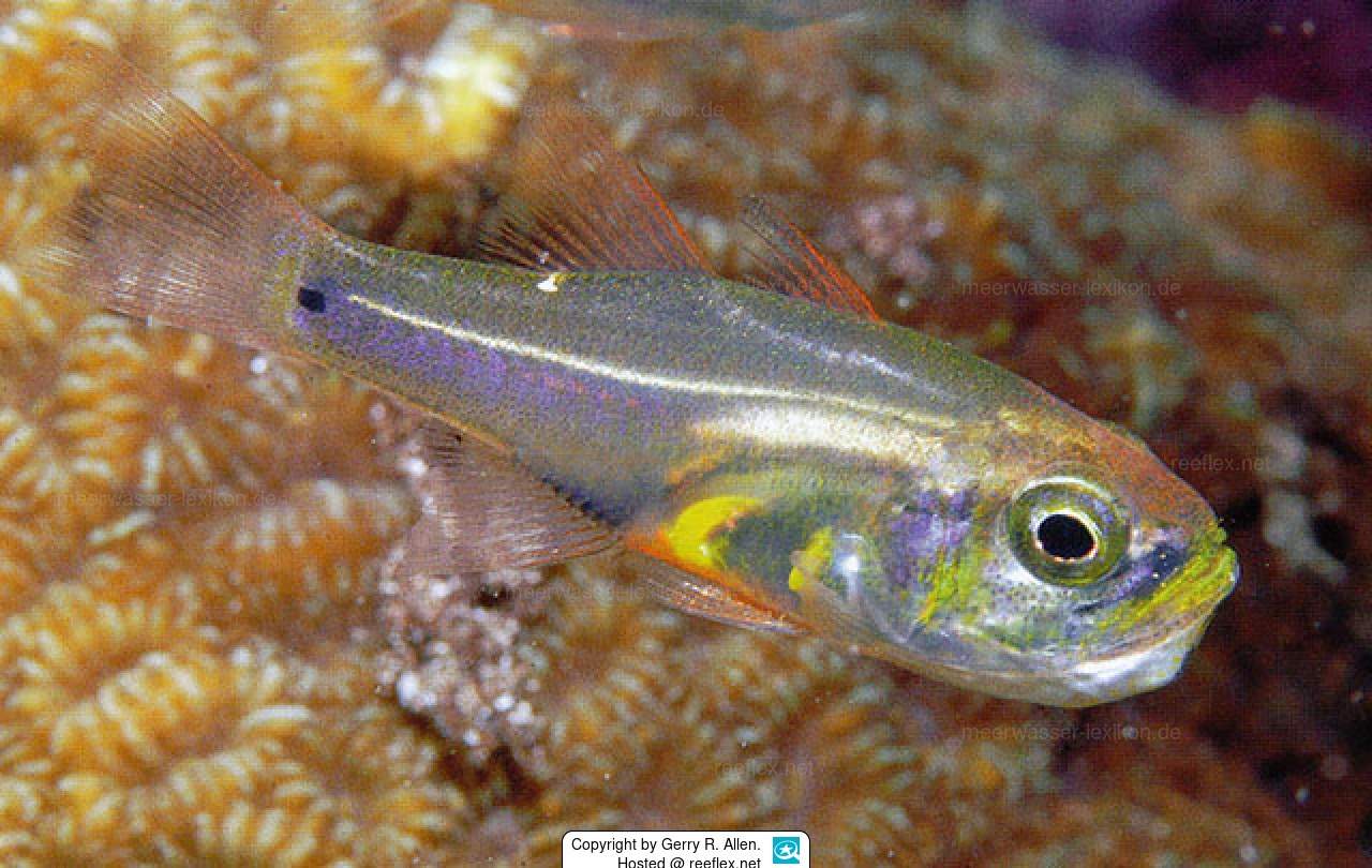 Green-Belly Cardinalfish