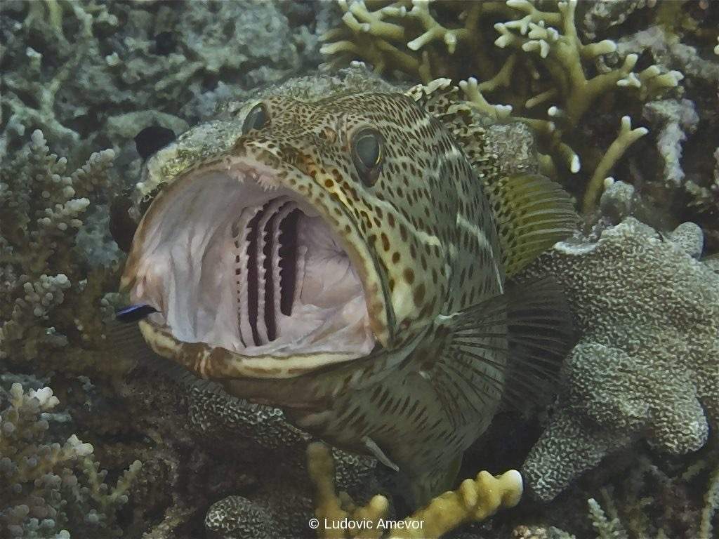 Duskytail Grouper