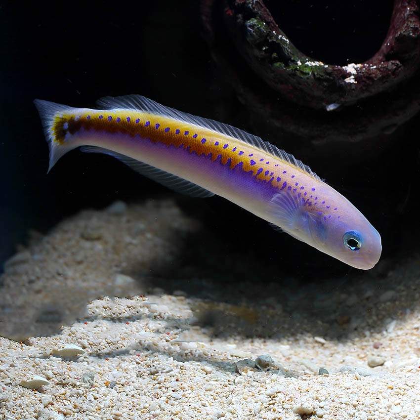 Fourmanoir's Tilefish